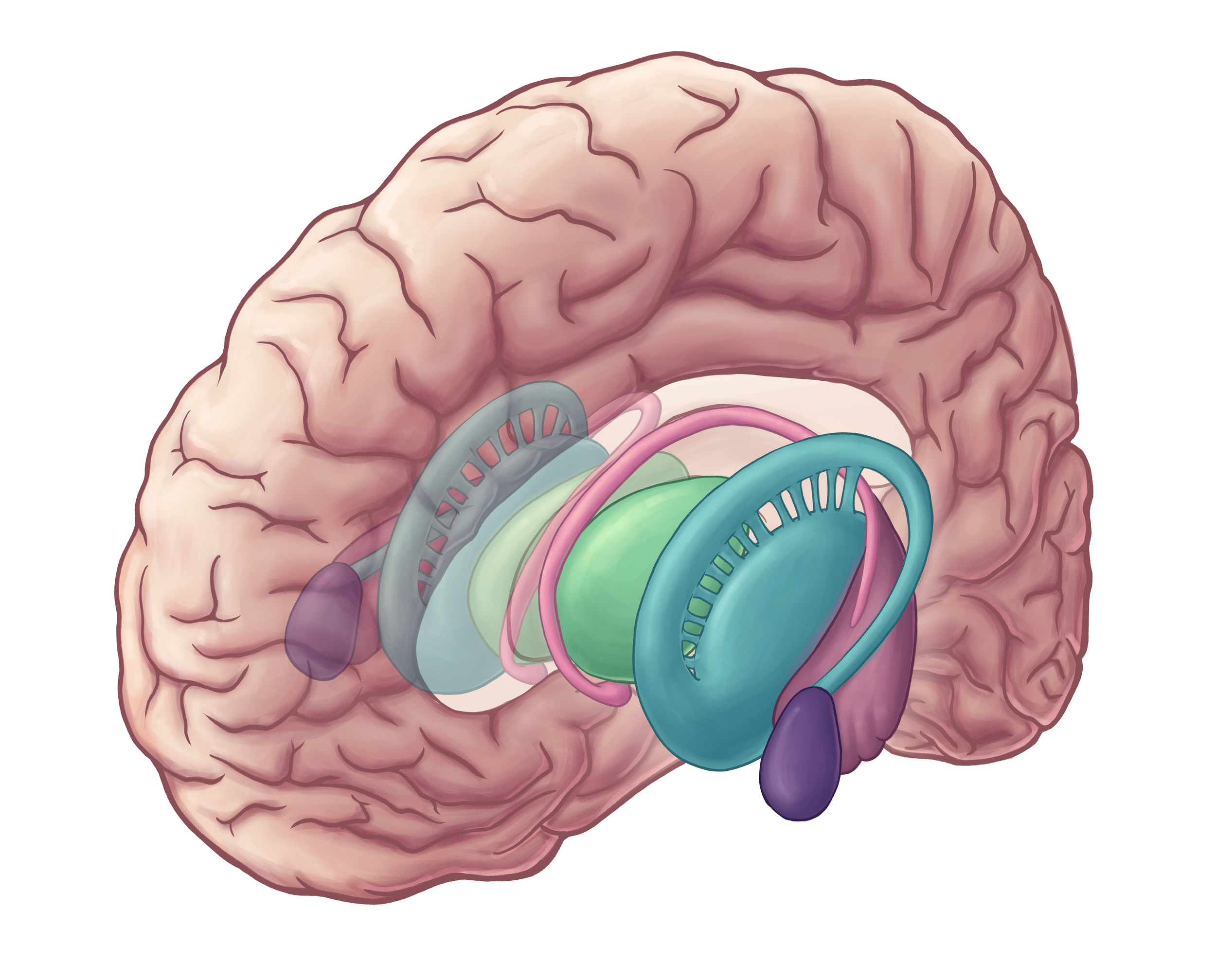 BasalGanglia_SaggitalView.png