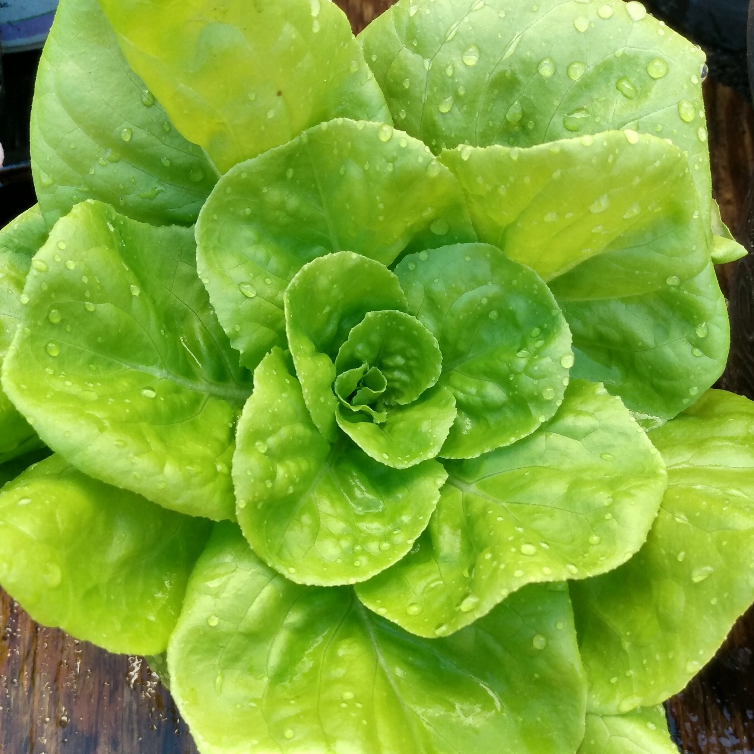 Gustav's Lettuce.jpg