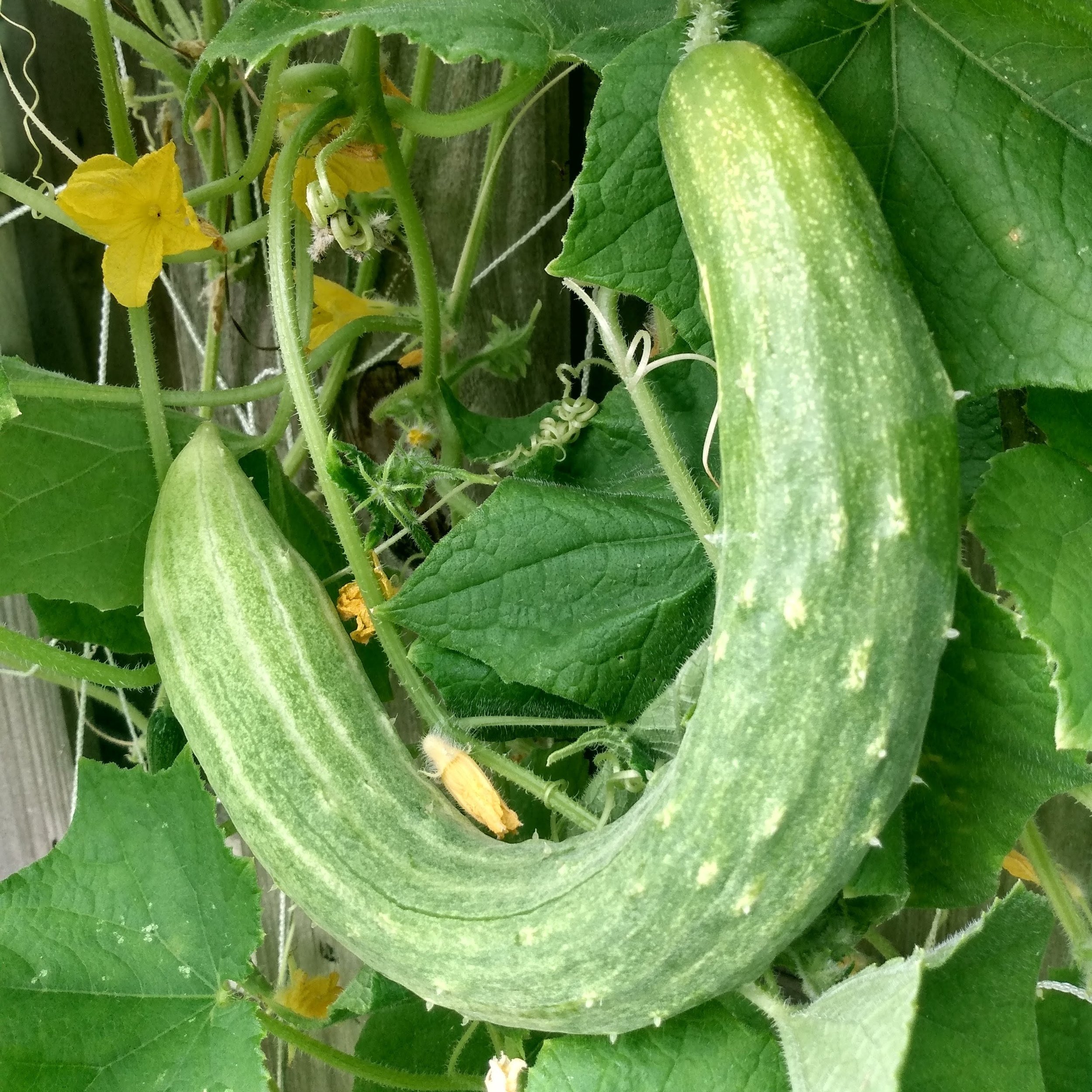 cucumber square crop.jpg