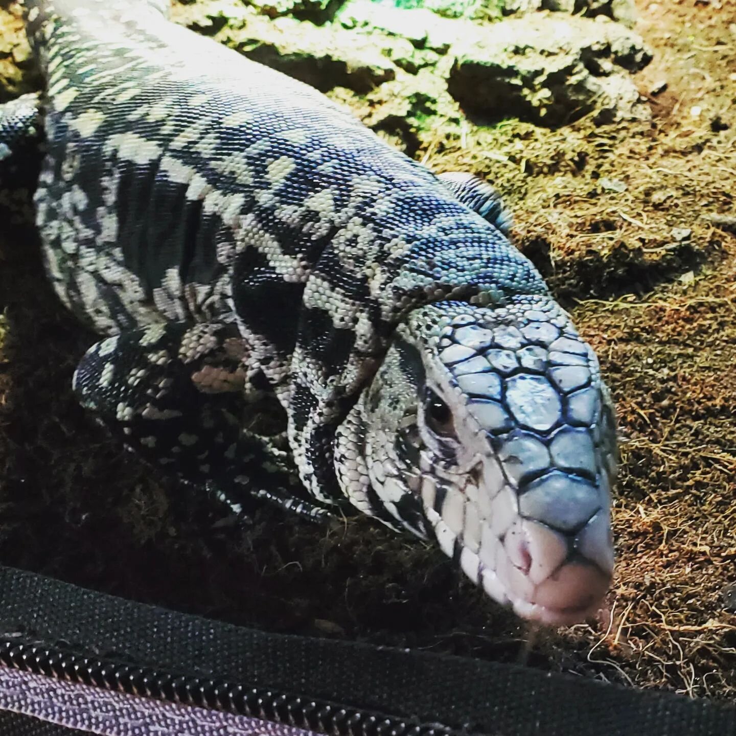 We moved Sammy the tegu into a grow tent enclosure this weekend.  These are a really great way to maintain higher humidity levels and temperatures.  Plus they are an  inexpensive way to create an enclosure on the larger side, as opposed to glass encl