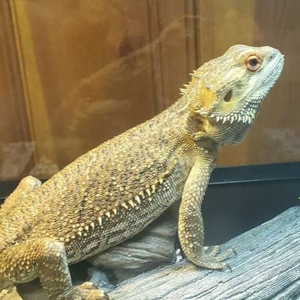 Unfortunately, Ash is back in our care and is going to be on a medical hold for the next week or so. 

Bearded dragons are not beginner reptiles. Many of the surrenders we get of these animals are 2 years old and younger. People tend to get overwhelm