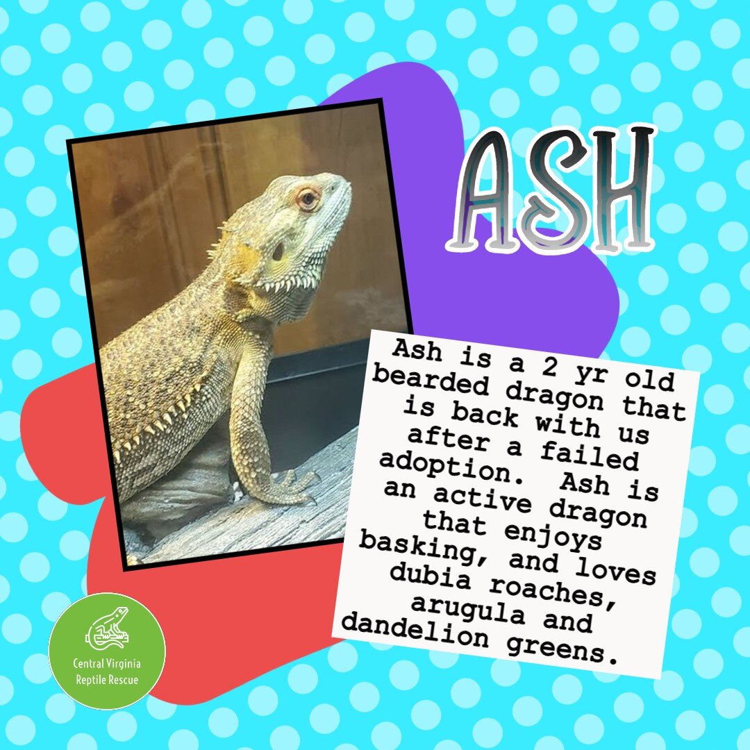 Ash is back available for adoption after a week long hold to make sure he is eating and has no other issues.

When bringing any new reptile home, please expect there to be a settling in period. They are not going to want to be handled or bothered for