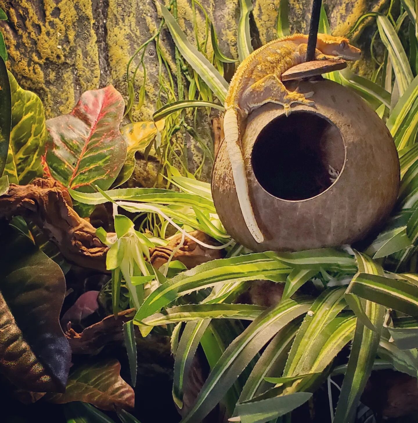 Crested geckos make fairly easy pets, and give you the opportunity to build beautiful bioactive enclosures in which they can thrive. 

Diablo is still available for adoption, visit our website for more details, centralvirginiareptilerescue.org (link 