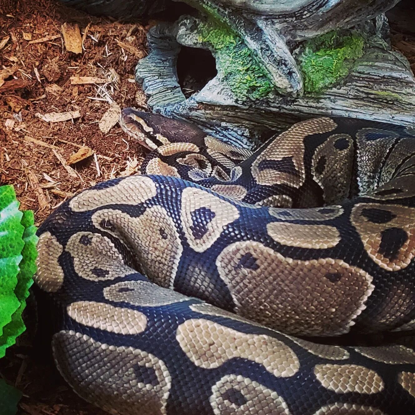 Medusa is still available for adoption!  Medusa is a fairly large ball python, and will need a larger enclosure.  We don't approve rack systems for any of our animals. 
 
Medusa was being live fed before coming to us and had bite marks are her head, 