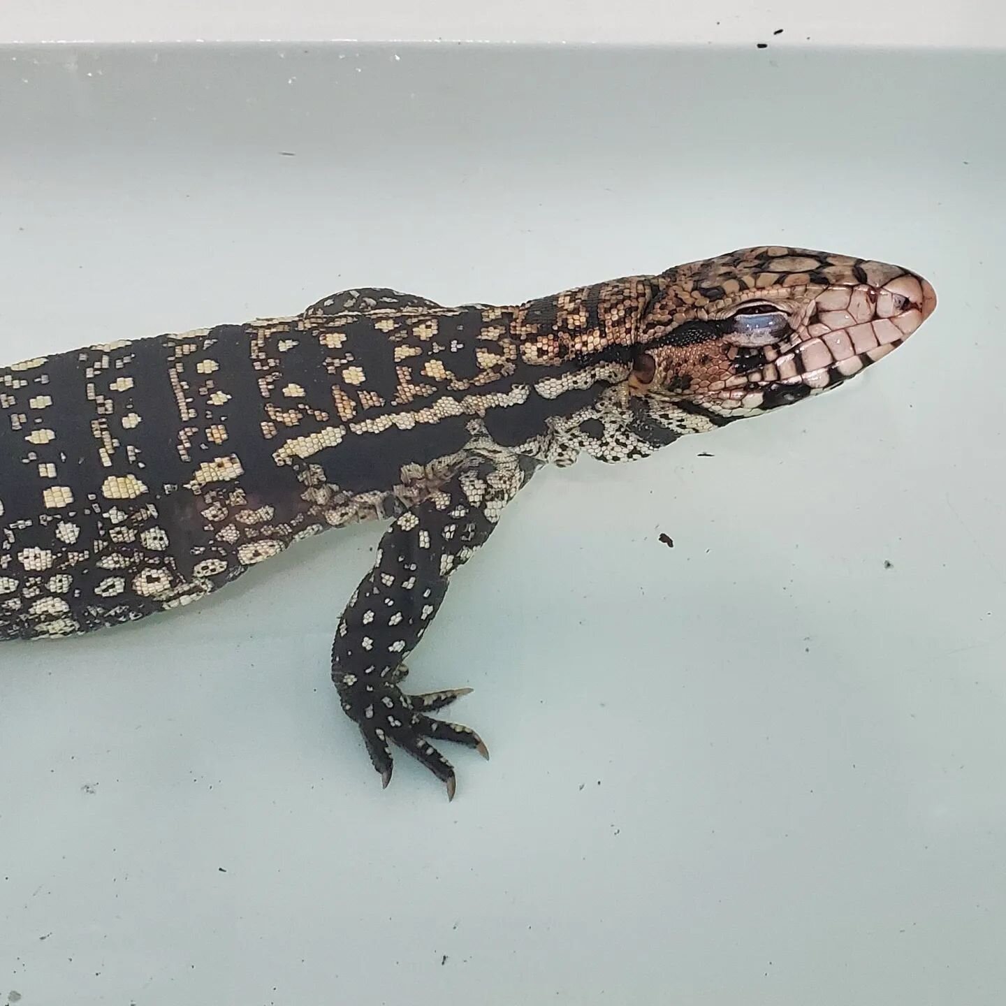 Bath time tegu!  Sammy has been shedding, so a nice warm bath should help. 

He's also still available for adoption!  See our website for more details, centralvirginiareptilerescue.org (link in bio).