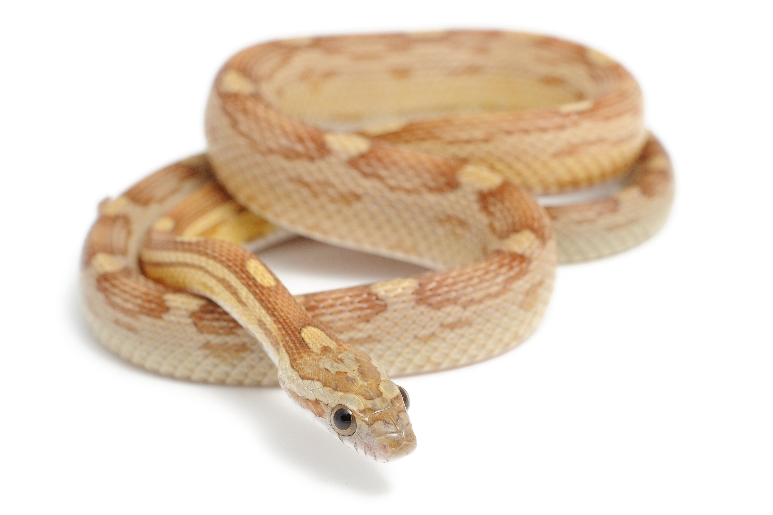 Corn Snake Care — Central Virginia Reptile Rescue