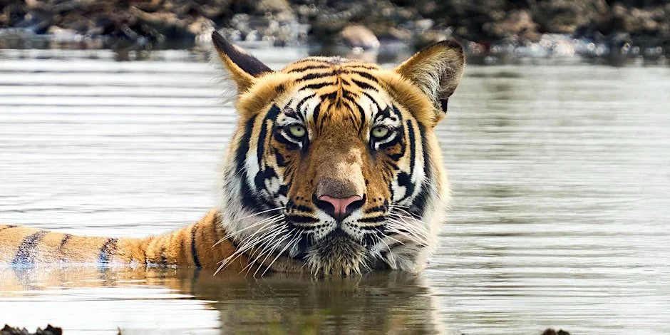 Chasing Light, Reading Signs: Photographing Tigers & Wildlife Ethically