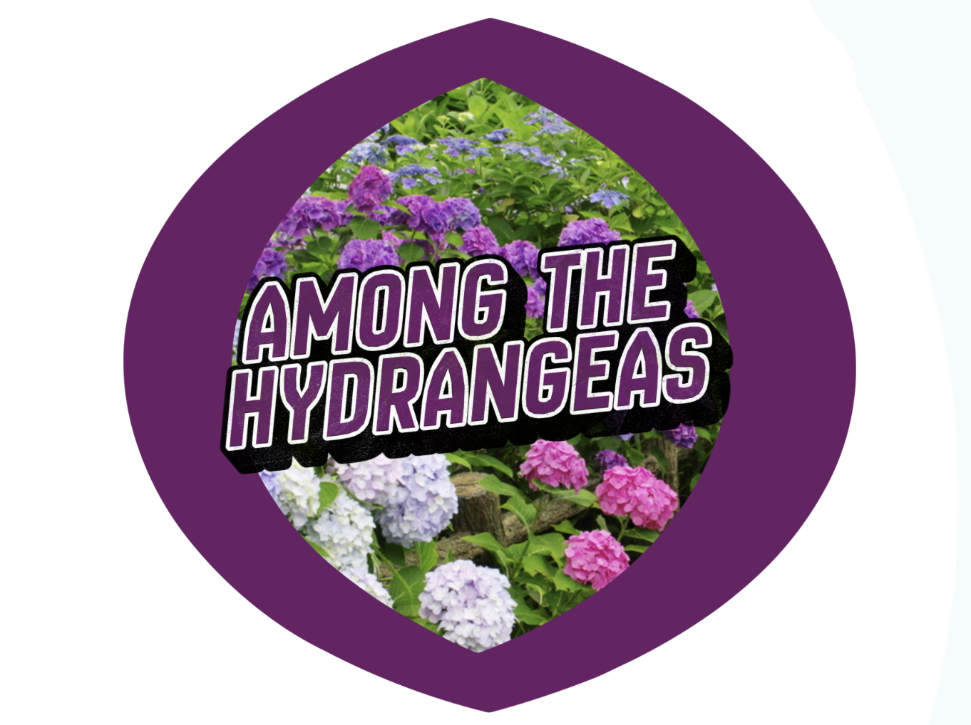 Among the Hydrangeas 