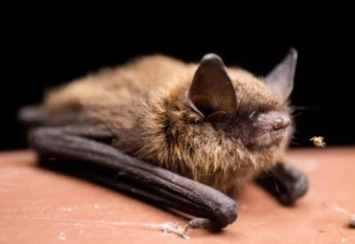 Adventure for Wilderness – Edmonton Bat Discovery