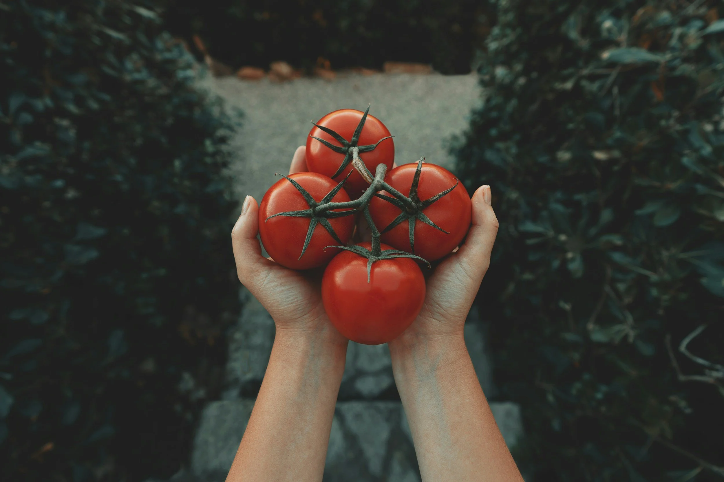 Cooking Class: Tomato Preservation