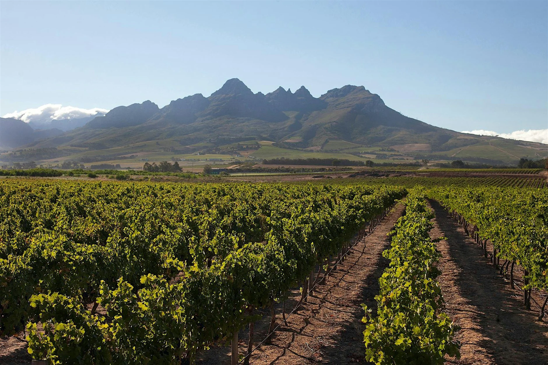 YEG Wine Experience South African Winemaker's Dinner at El Mero Mero