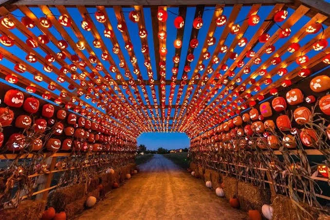 Pumpkins After Dark