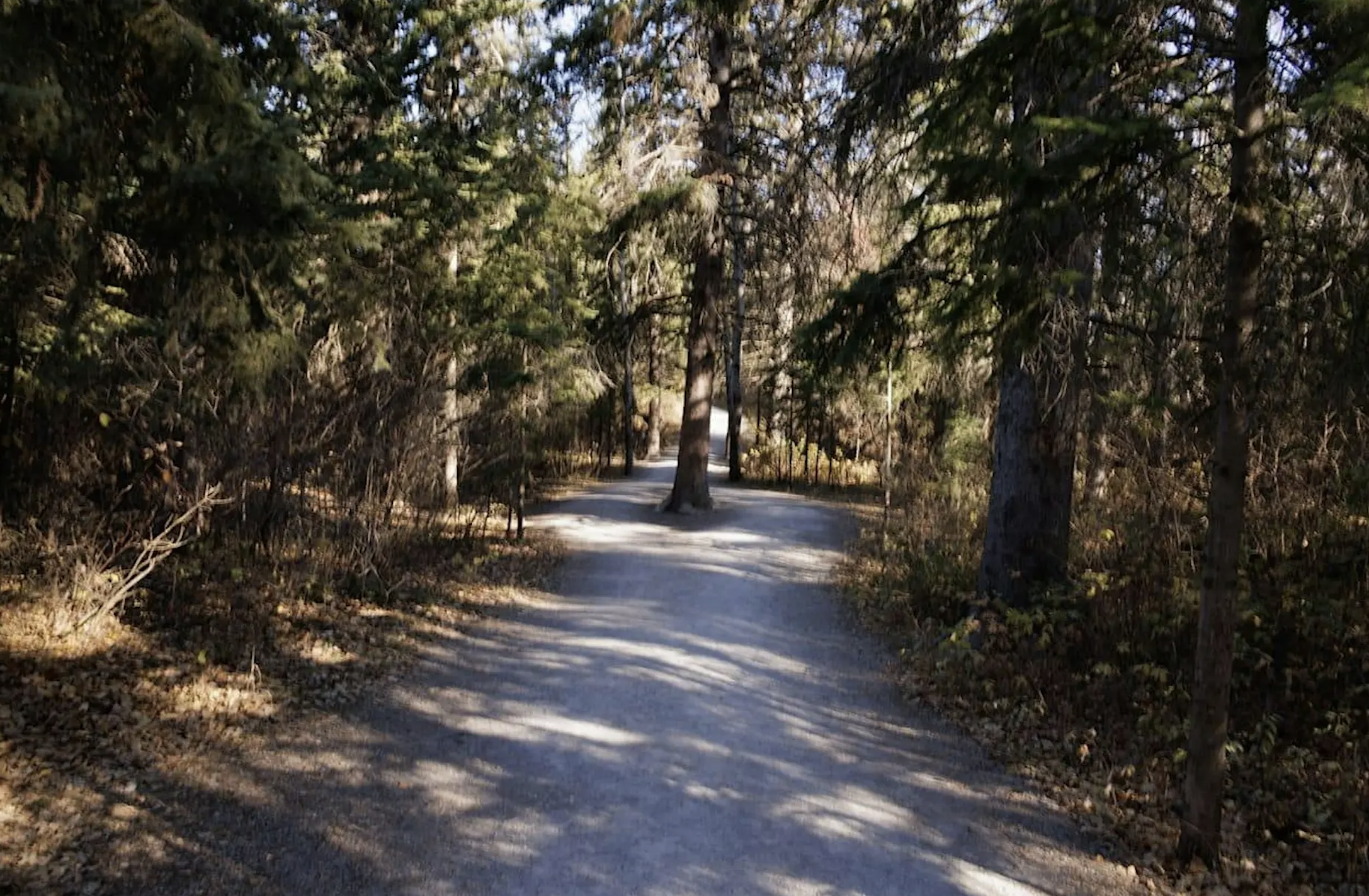 Forest Bathing Walk
