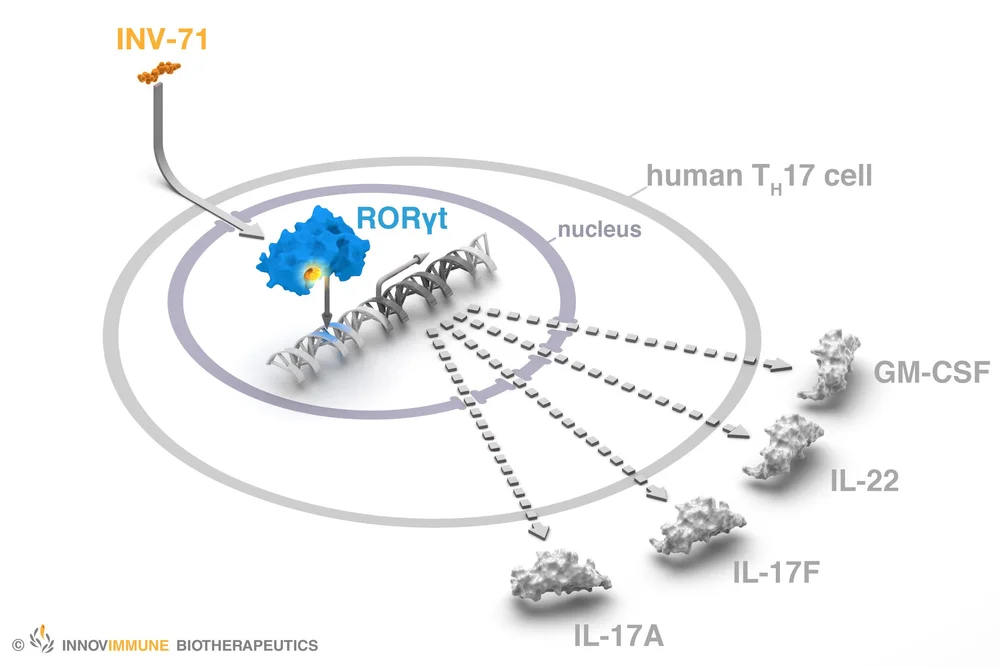 INV-71 Retinoic acid-related Orphan Receptor Gamma Agonist ...