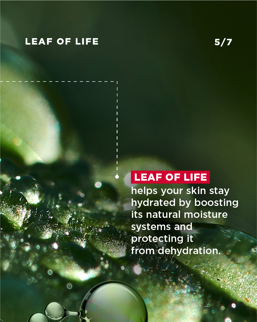 Clarins_LeafofLife_-05.png