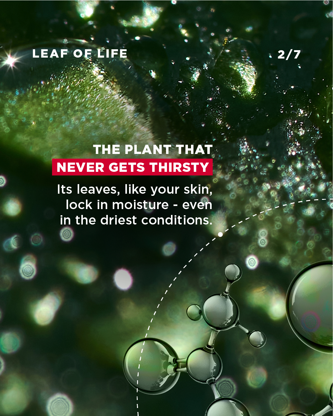 Clarins_LeafofLife_-02.png