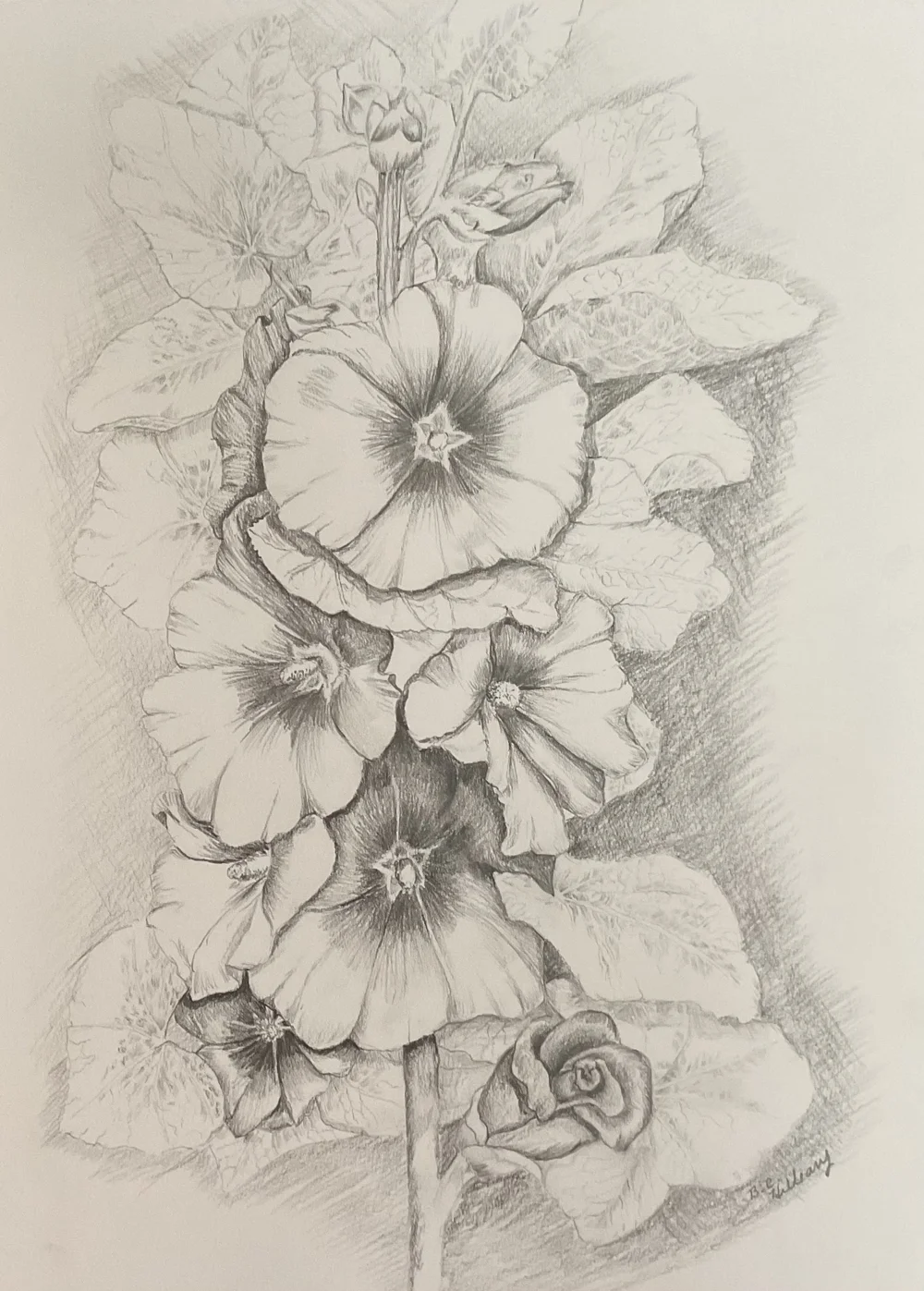【本人直筆サイン付】Carol Pugh 水彩画 Hollyhocks Hollyhocks — Carol Hilleary Art