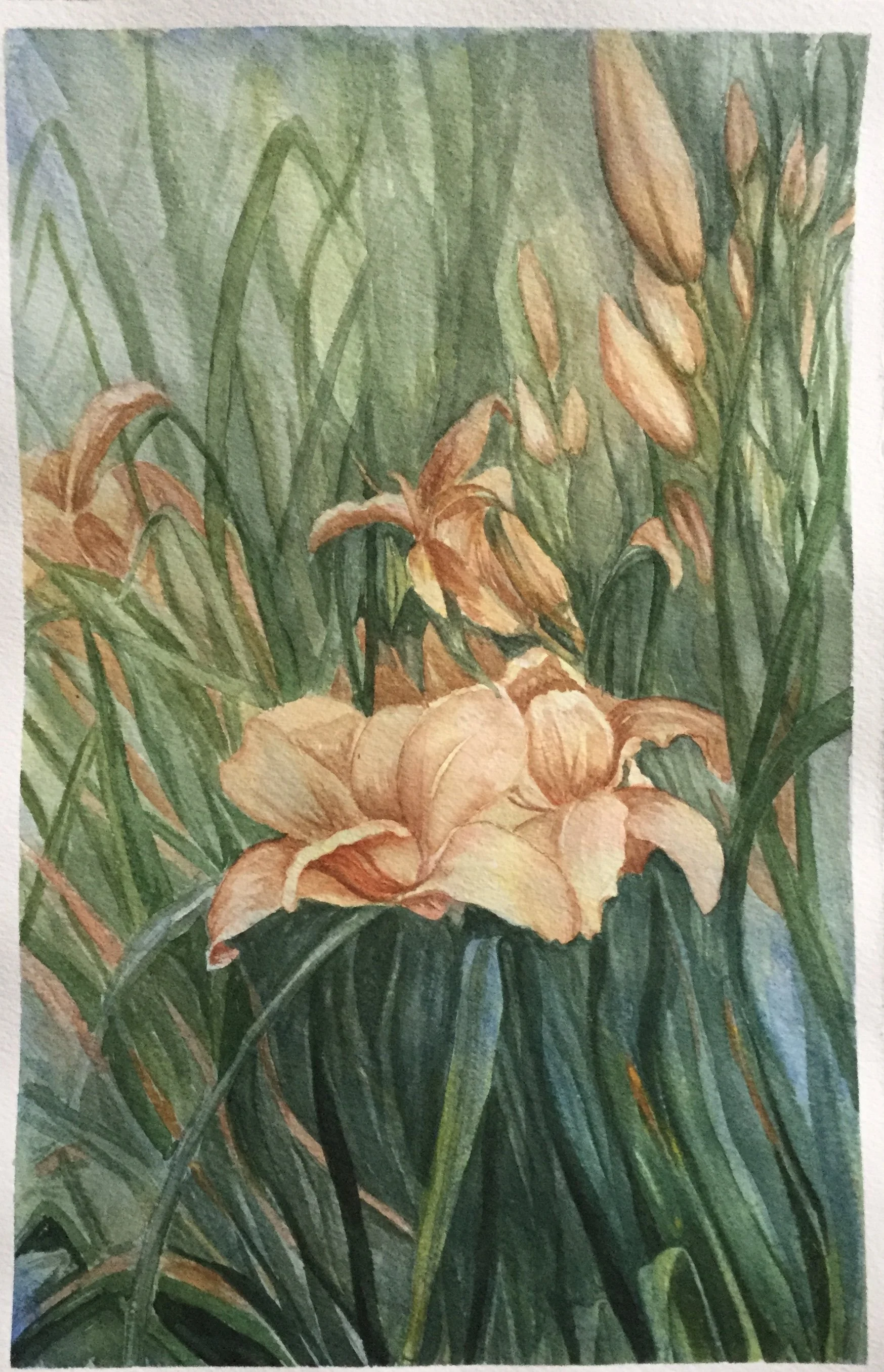 Day Lilies