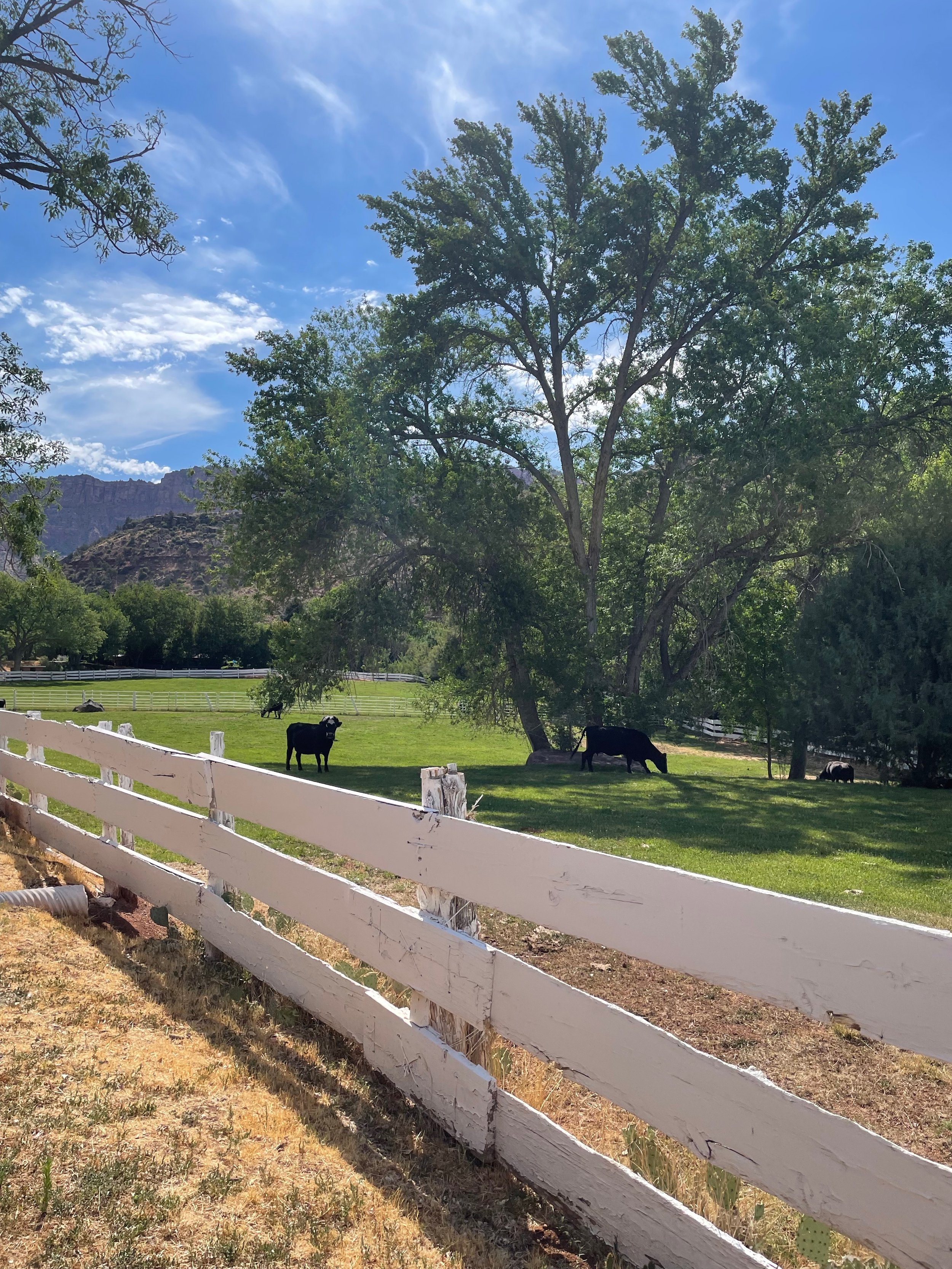 ranch.jpeg