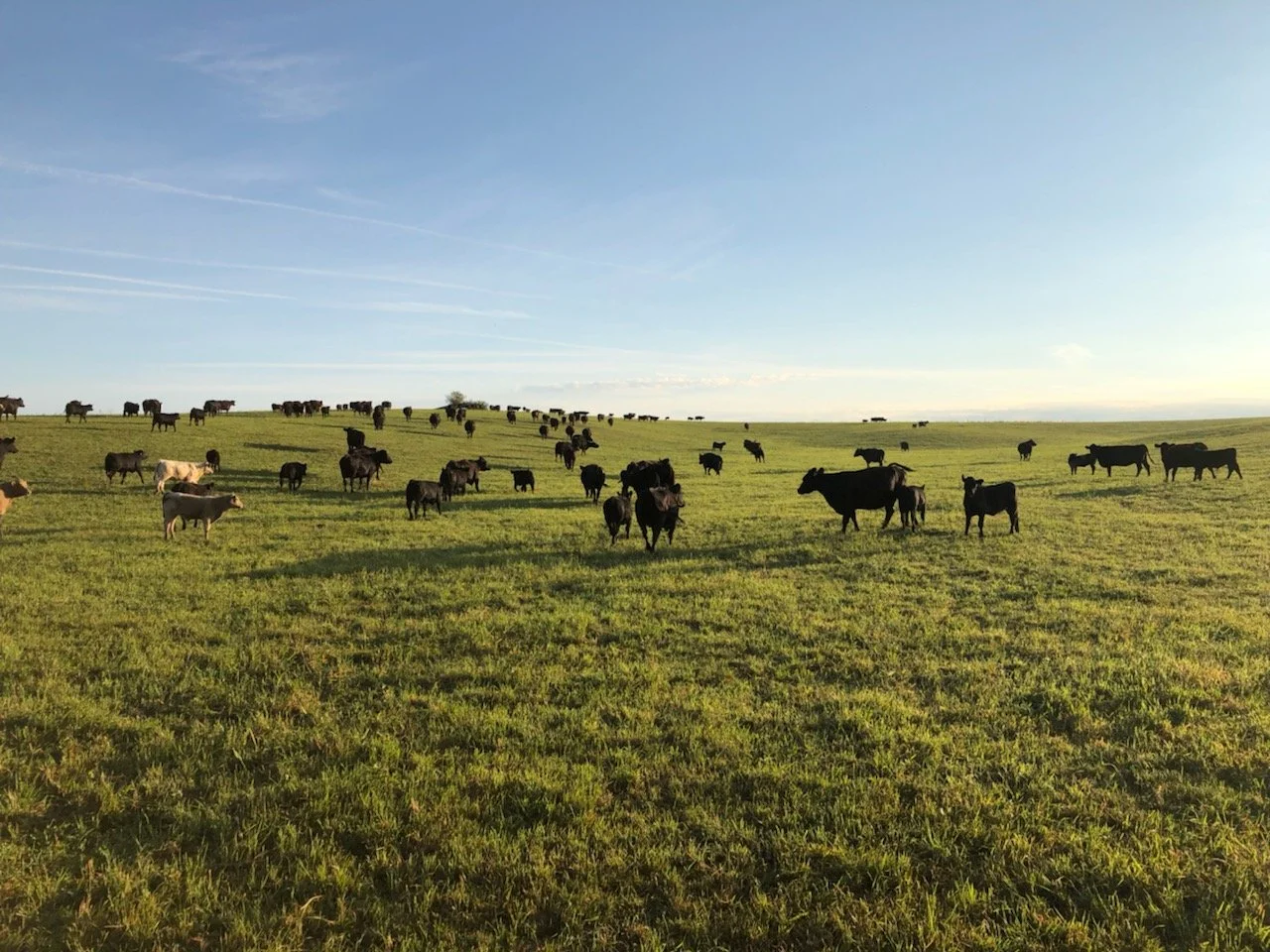 Murphy Farm Meats Home Raised Beef Locally Sourced Pork