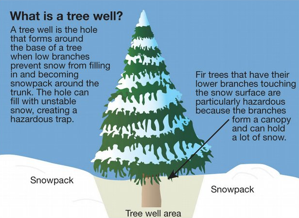 When Trees Fight Back | British Columbia Snowmobile Federation