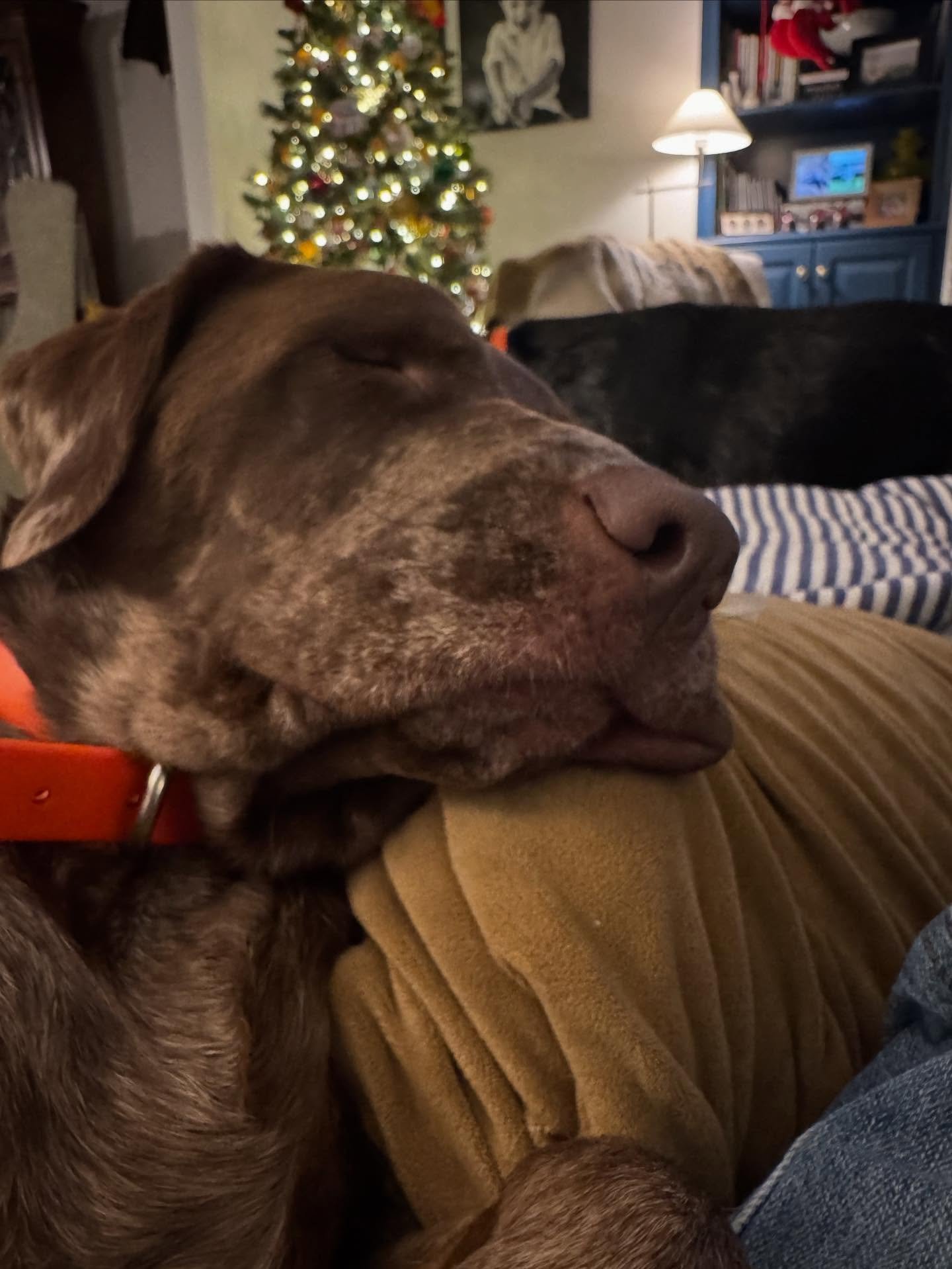 Our sweet Rosie crossed the rainbow bridge last night, and our hearts are absolutely shattered. She was only 2 years old, and it was far too soon.
Rosie was the purest kind of love&mdash;gentle, goofy, always ready with a wagging tail and the softest