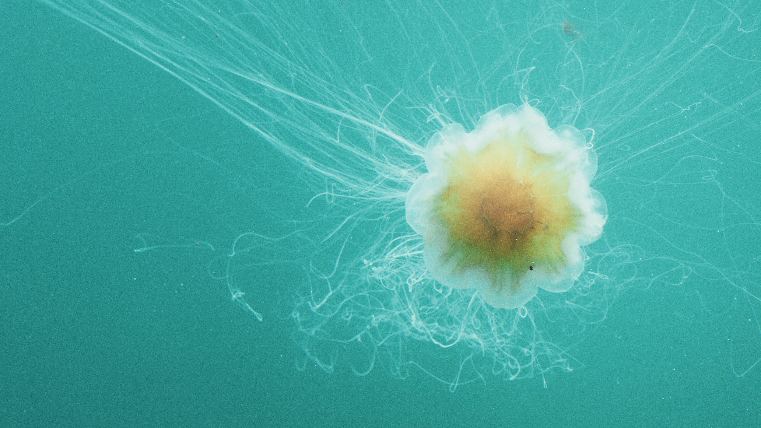 TWBTS_06_JELLYFISH.jpg