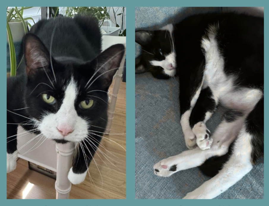 Paws, Peace & Mur