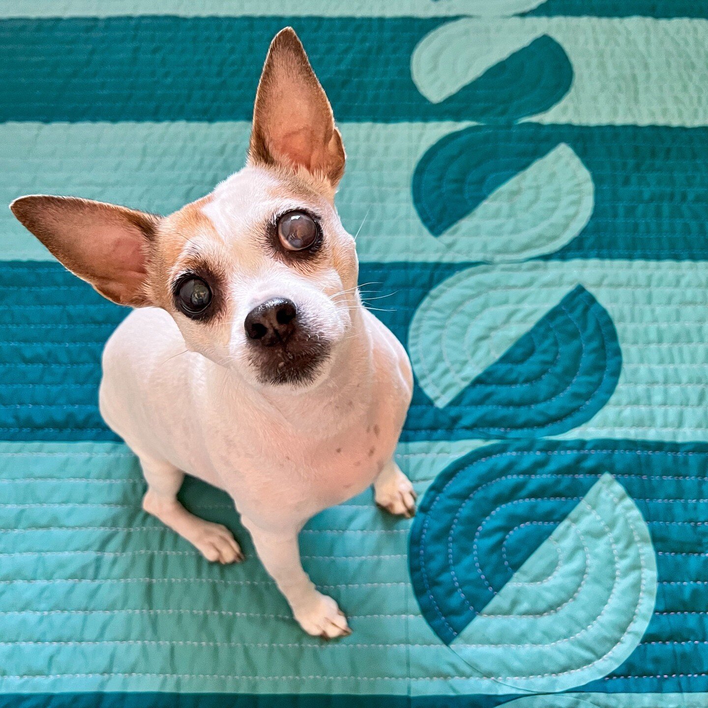 I adore this photo of Ms. Pixel posing on my #GinandTonicQuilt. She's such a charmer, so much so that I named my whole operation after her. She's (probably) a Jack Russel / Chihuahua mix, and she's full of snuggles and humor.⁣
.⁣
If the quilt somehow