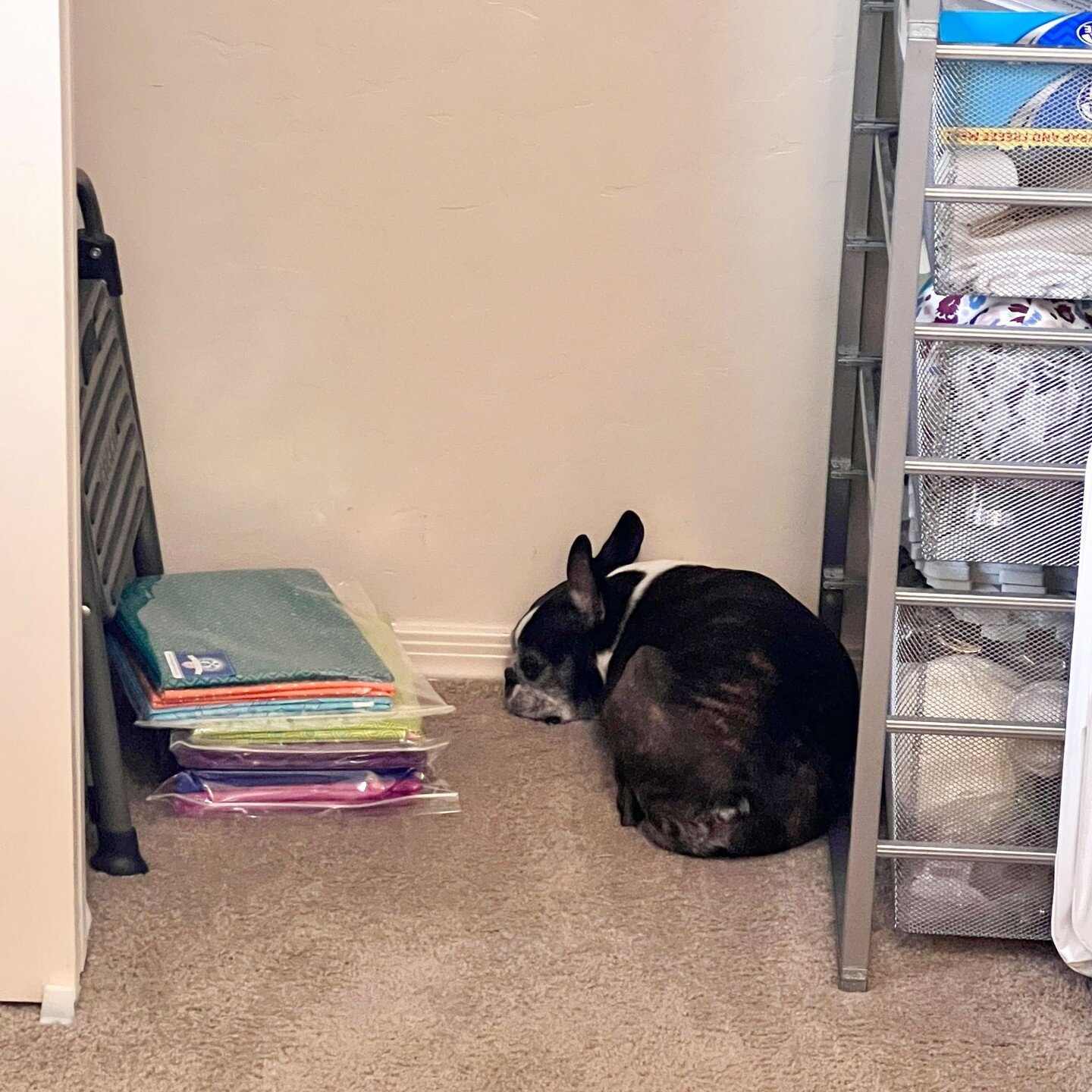 Ricky is napping with the quilting supplies. Of course, because the quilt snuggle tester is essential to the process!⁣
.⁣
#dogsandquilts #quiltsanddogs #sewingroom #quiltsupplies #quilting #quilts #quilt #quiltsofinstagram #quiltersofinstagram #moder