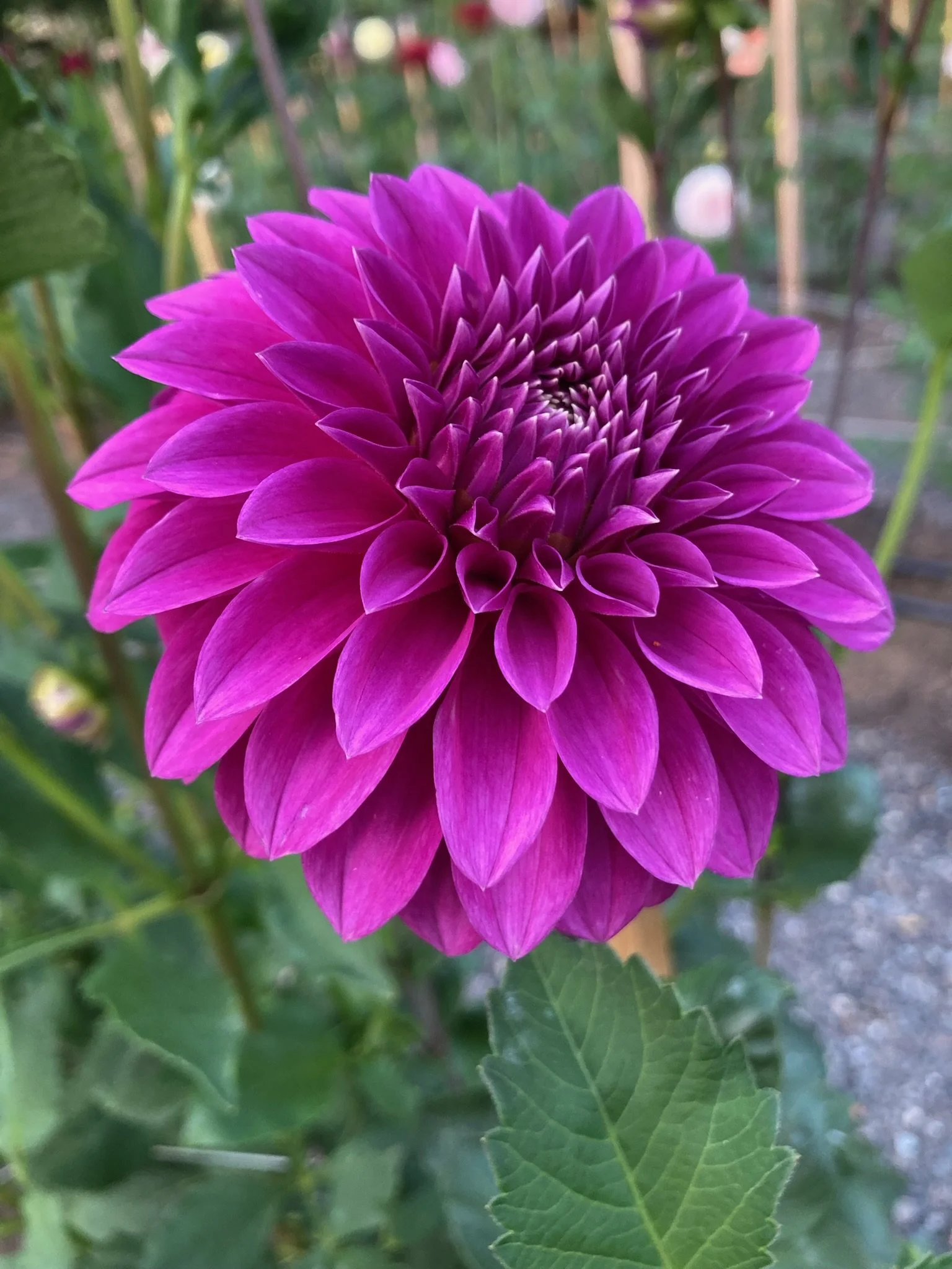 Decorative — Kale Lane Dahlias