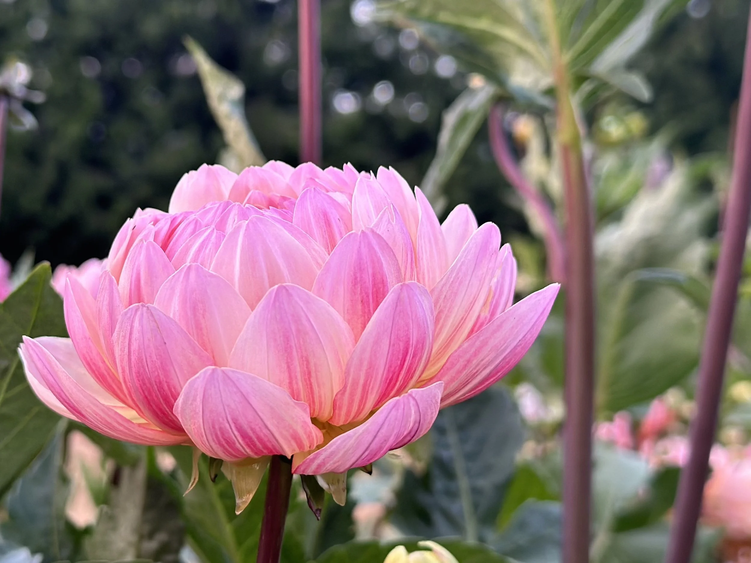 Sandia Bliss Five Tuber Runt Pack