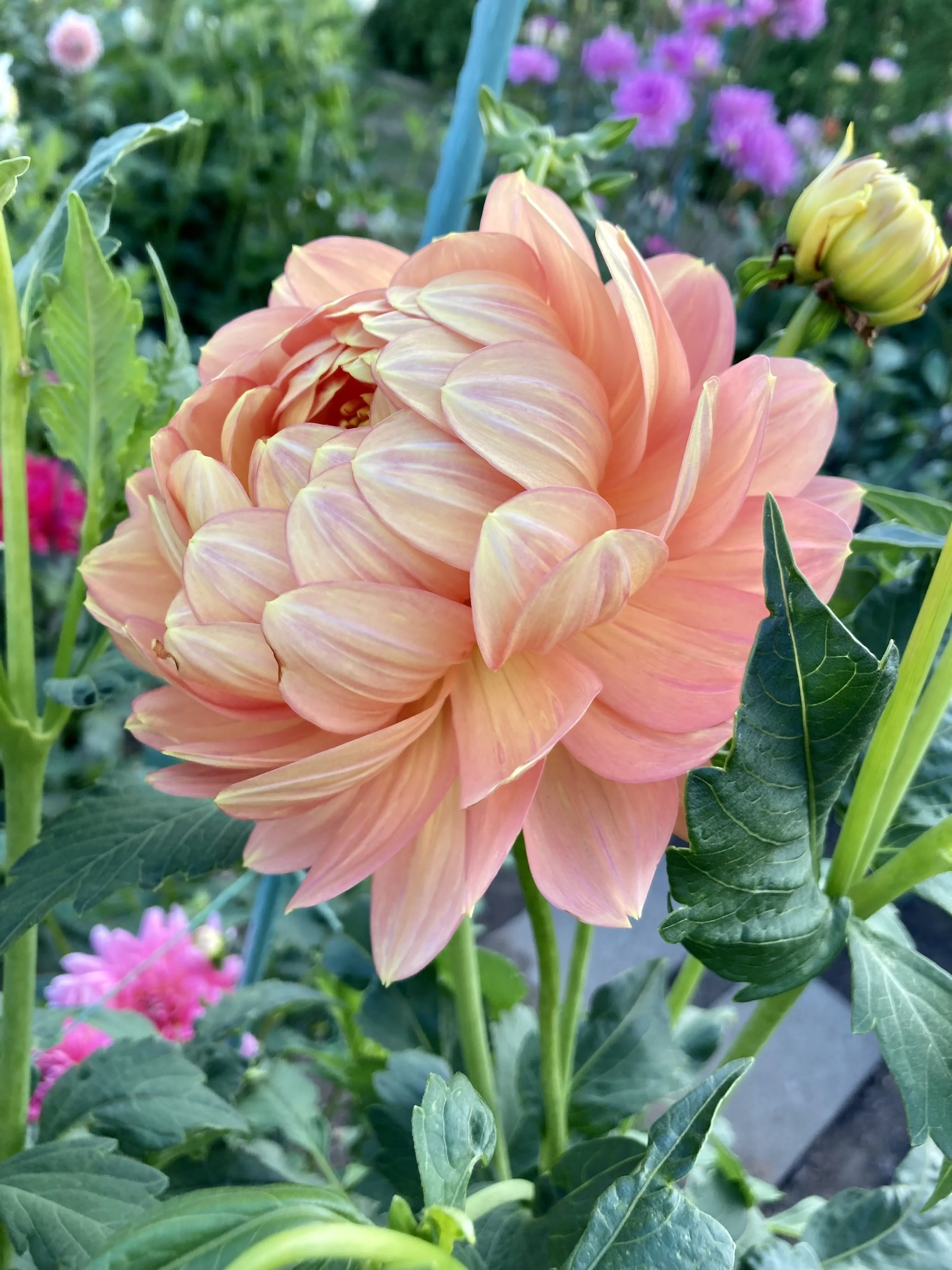 Hollyhill Serenity - Limit One