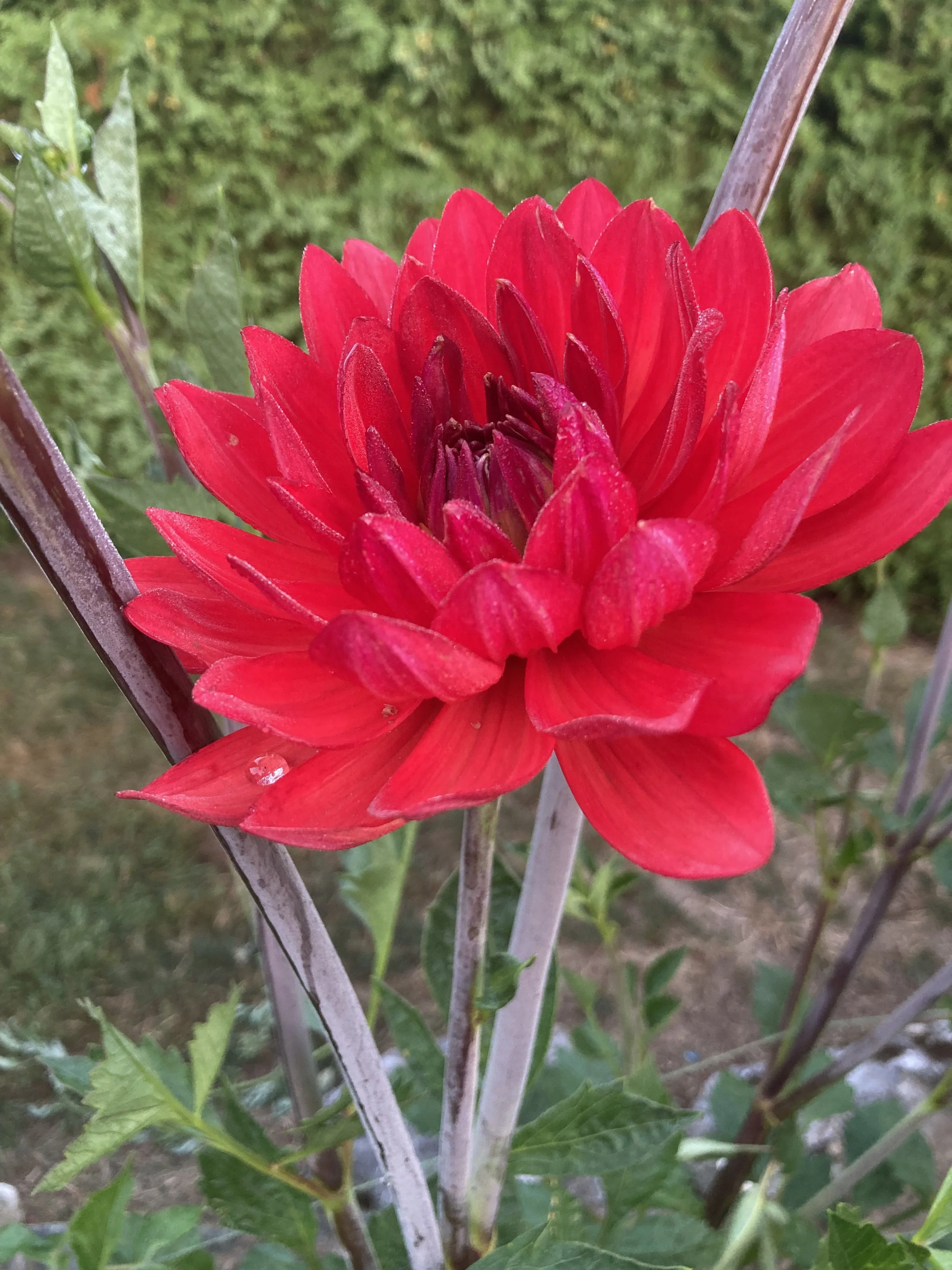 Mak's Royal Red Ruby