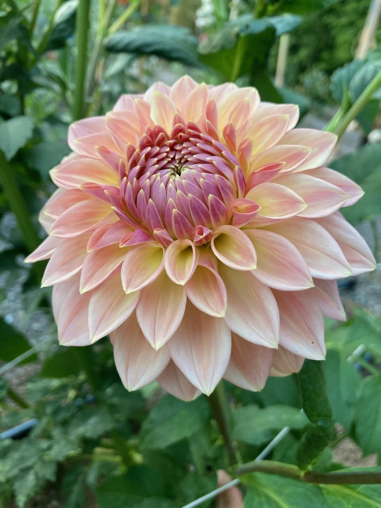 Decorative — Kale Lane Dahlias