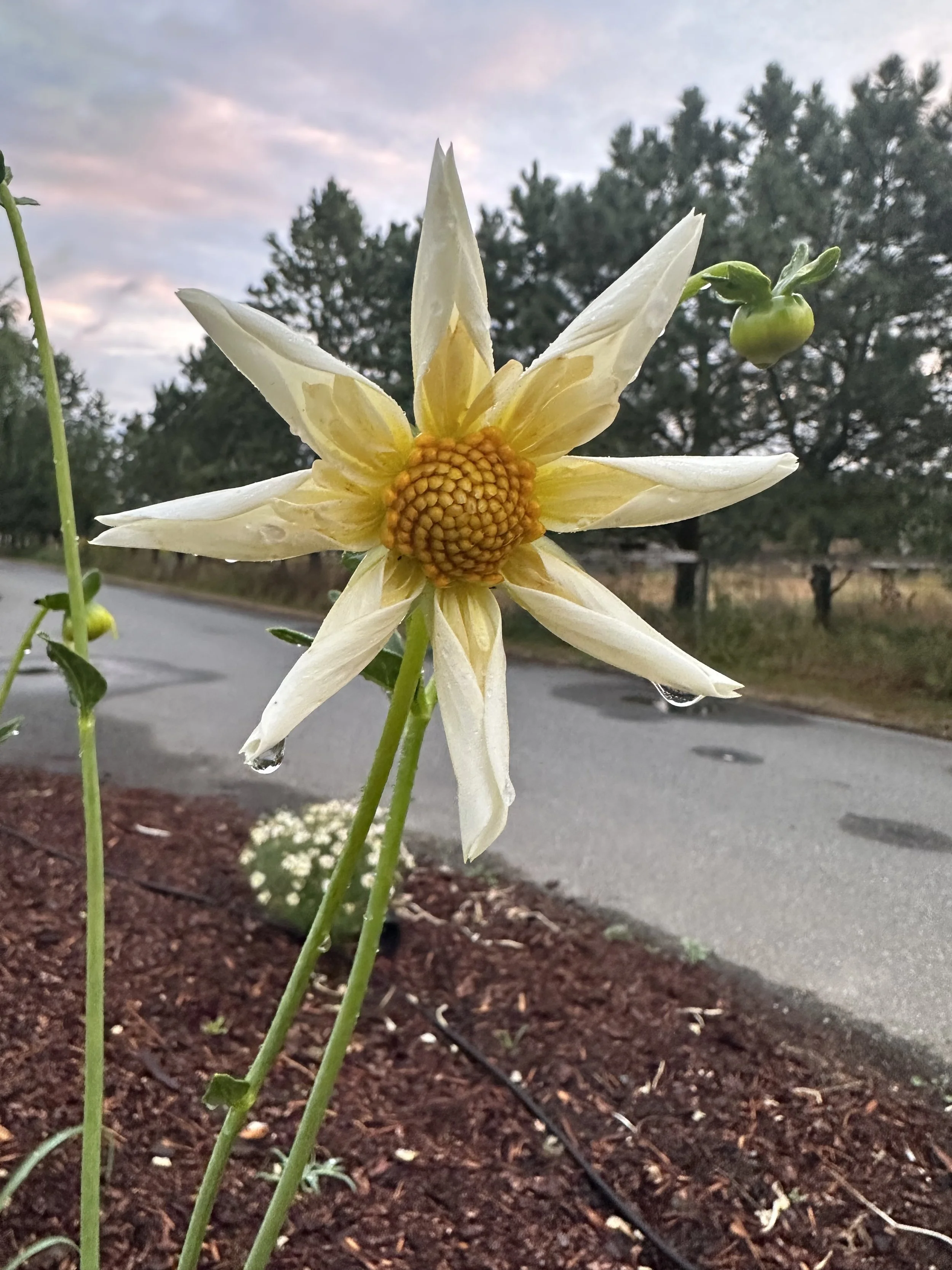 SB's Buttercream.jpeg