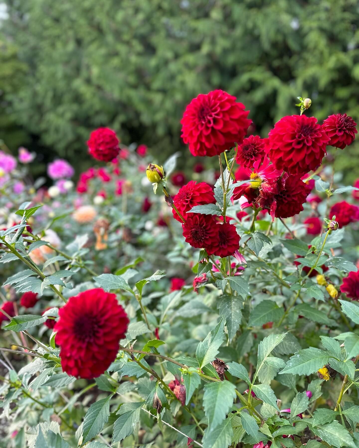Looks like everyone spent their life savings yesterday on some great tuber store openings.  Are you guilty?! I&rsquo;m proud of myself and resisted them all! 

Pictured here, Rivers Penelope. A beautiful deep red toned curly petaled dahlia that never