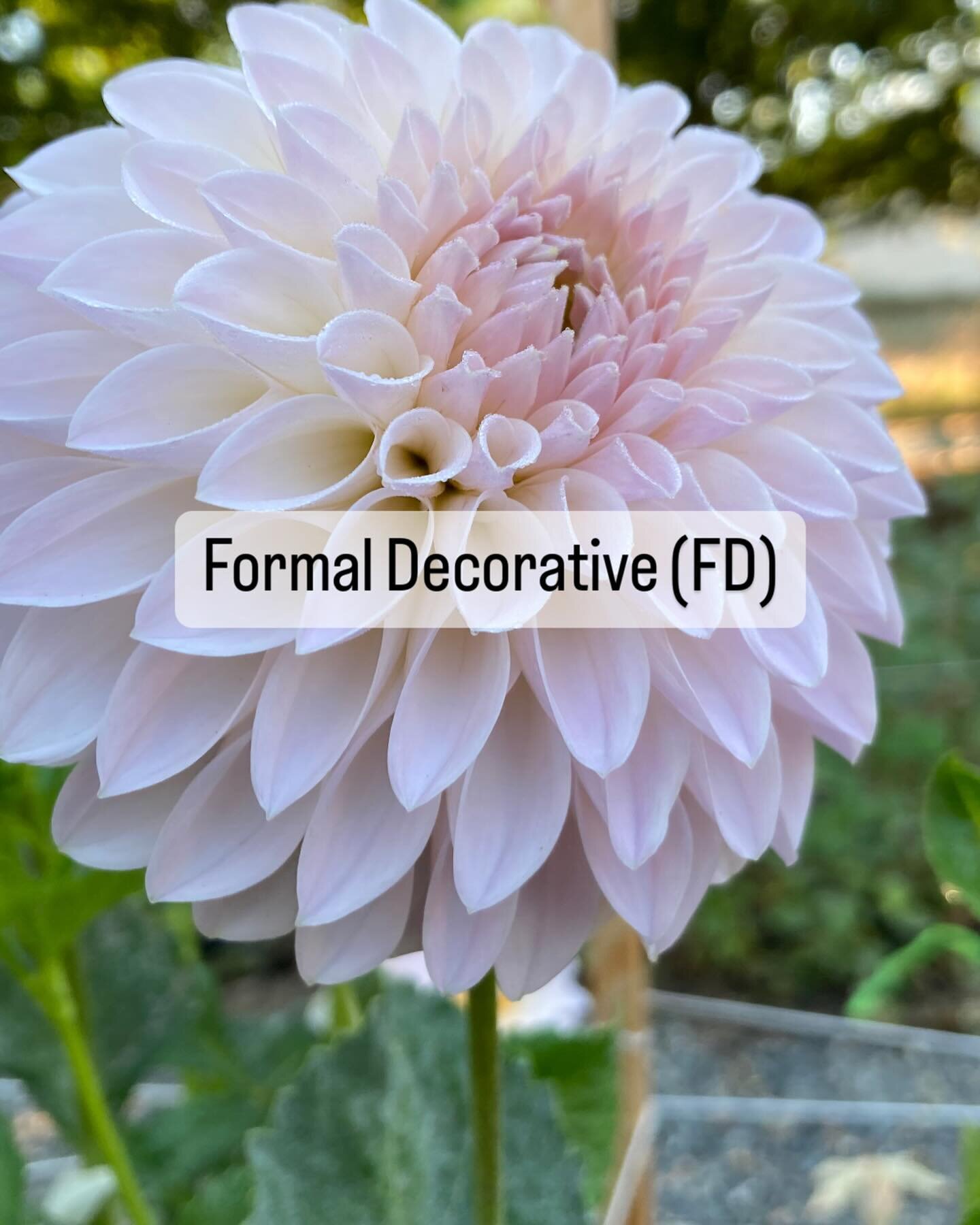 FORM FRIDAY

Formal Decorative dahlias to me are the quintessential dahlia form. When someone mentions dahlia, this is the form that stands out to me as the most uniform, neat, symmetrical flower (even though other forms have these same characteristi