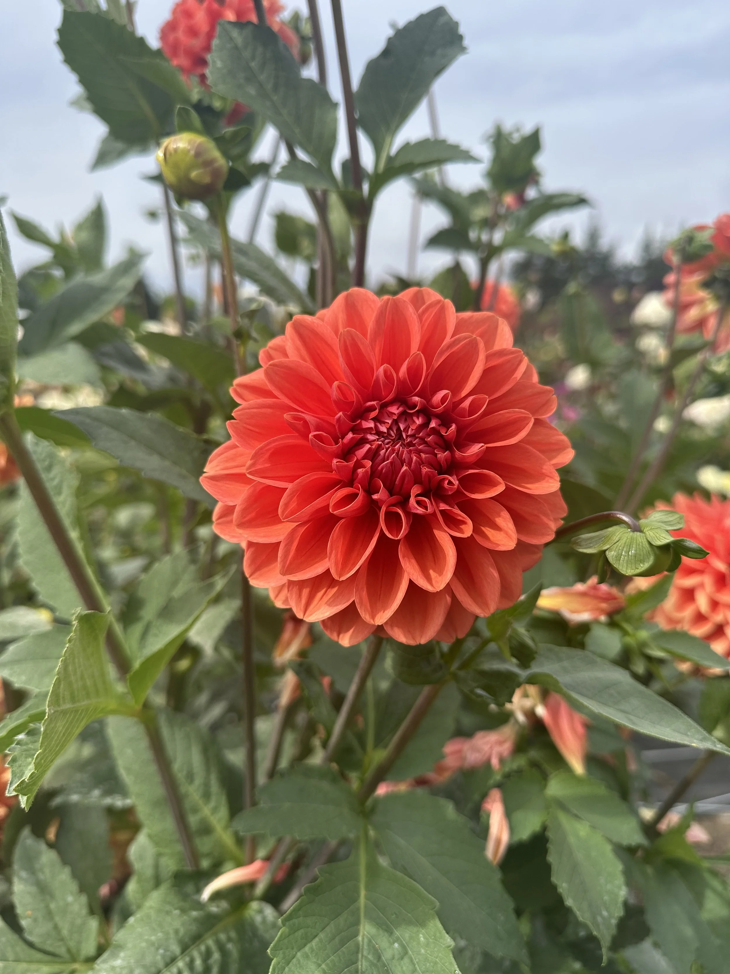 Bella Elizabeth.jpeg