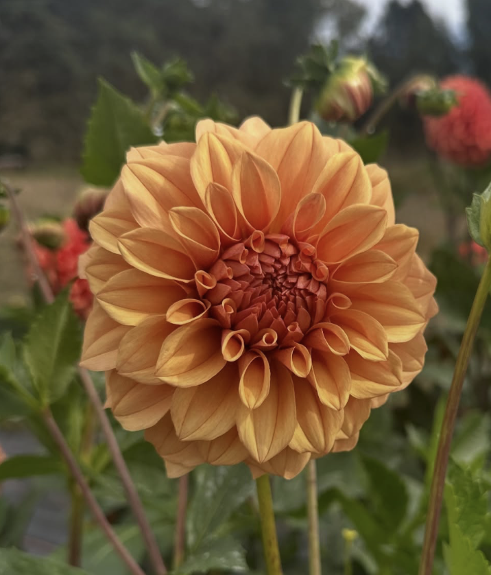 Screenshot 2026-04-23 at 11.22.37 AM.png