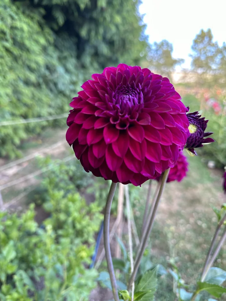 Decorative — Kale Lane Dahlias