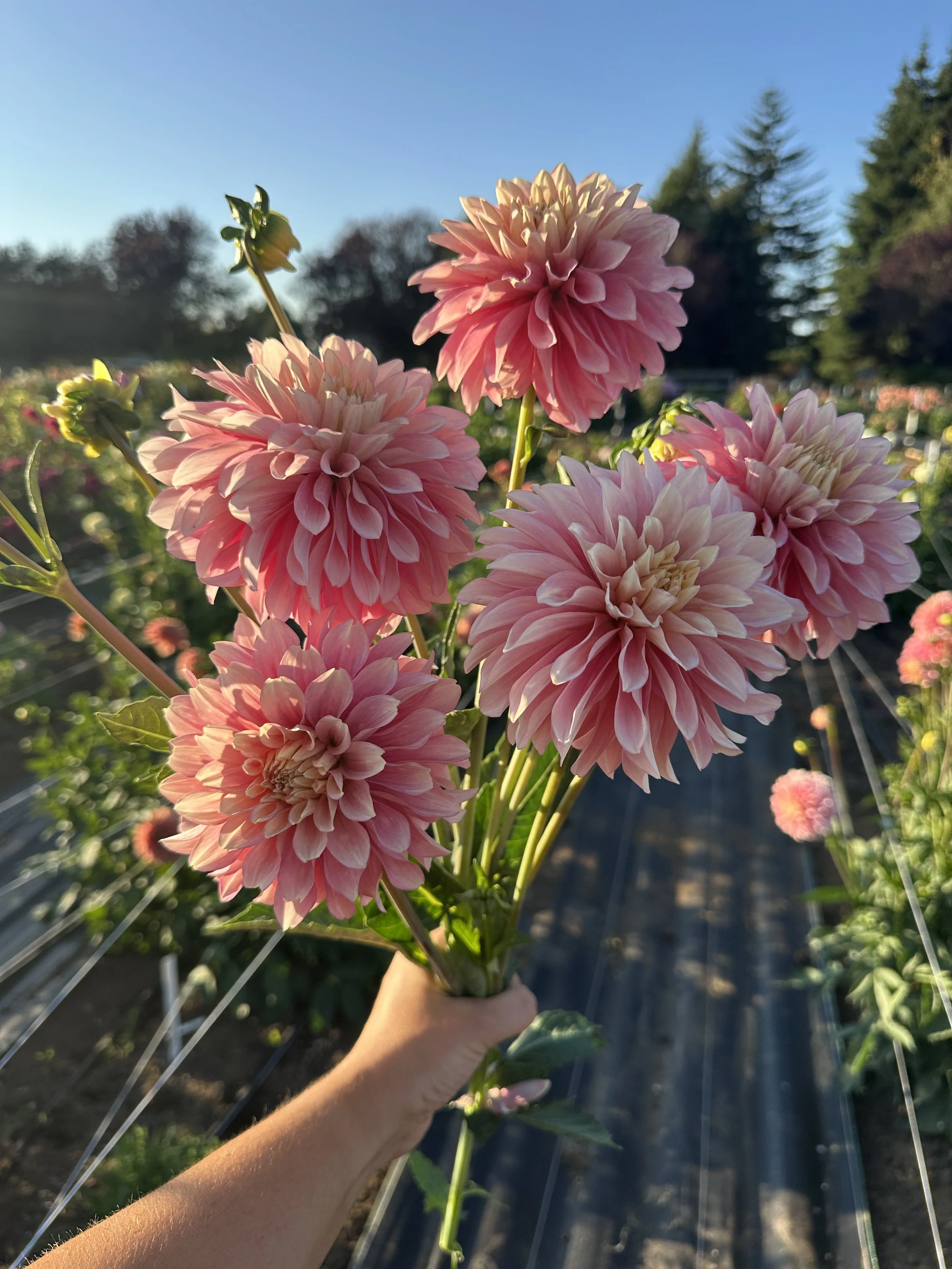 Mistfit Antique 1.jpeg