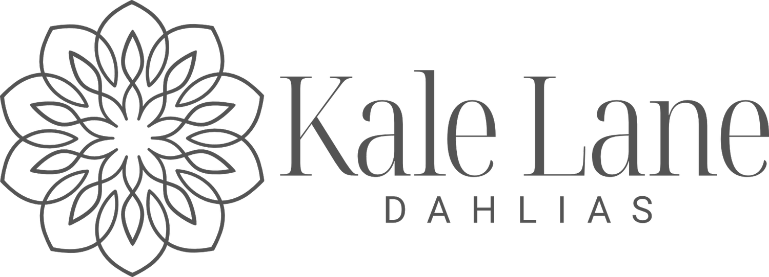 Kale Lane Dahlias