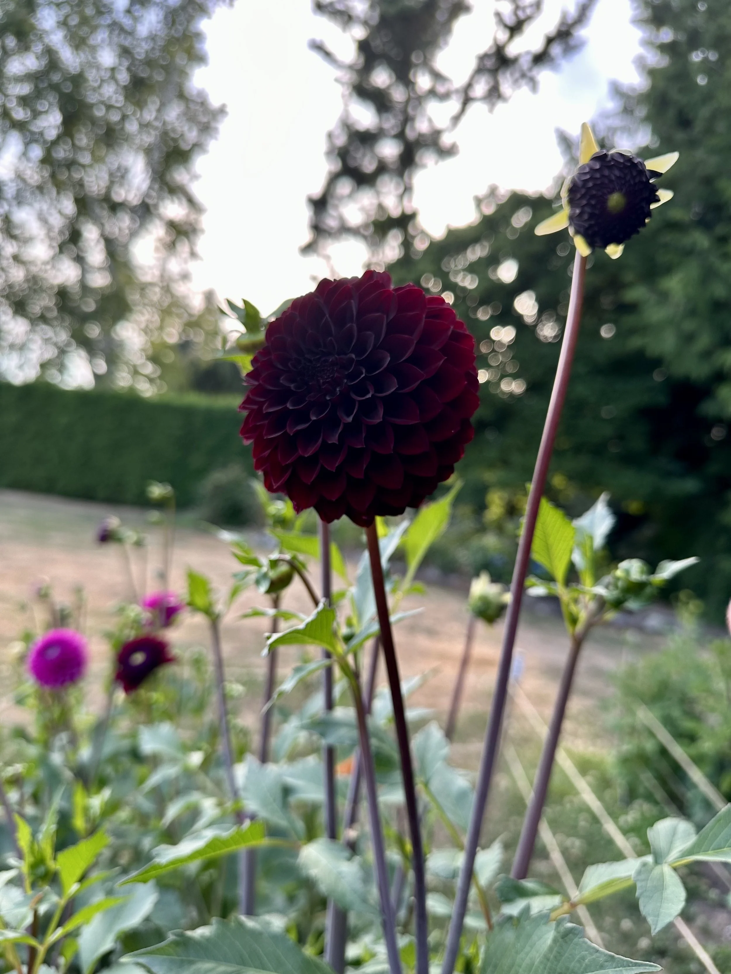 River's Dark Chocolate