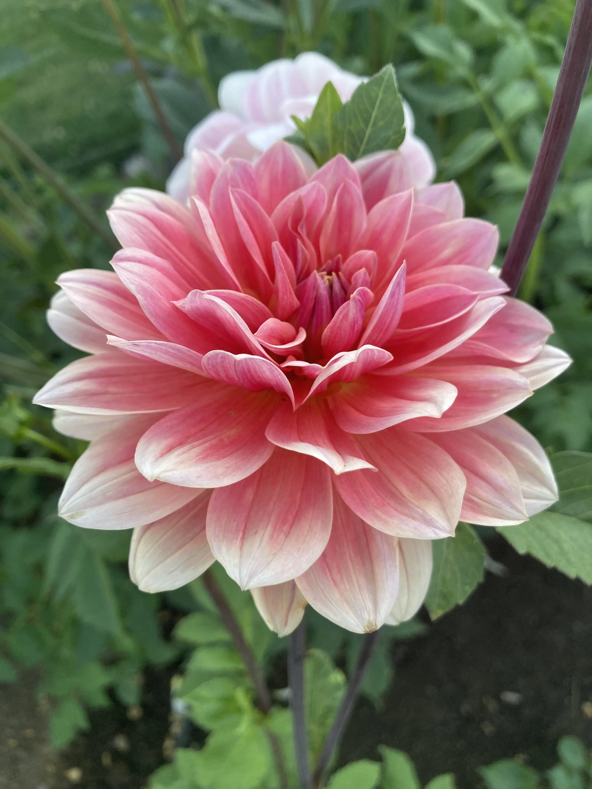 Waterlily — Kale Lane Dahlias