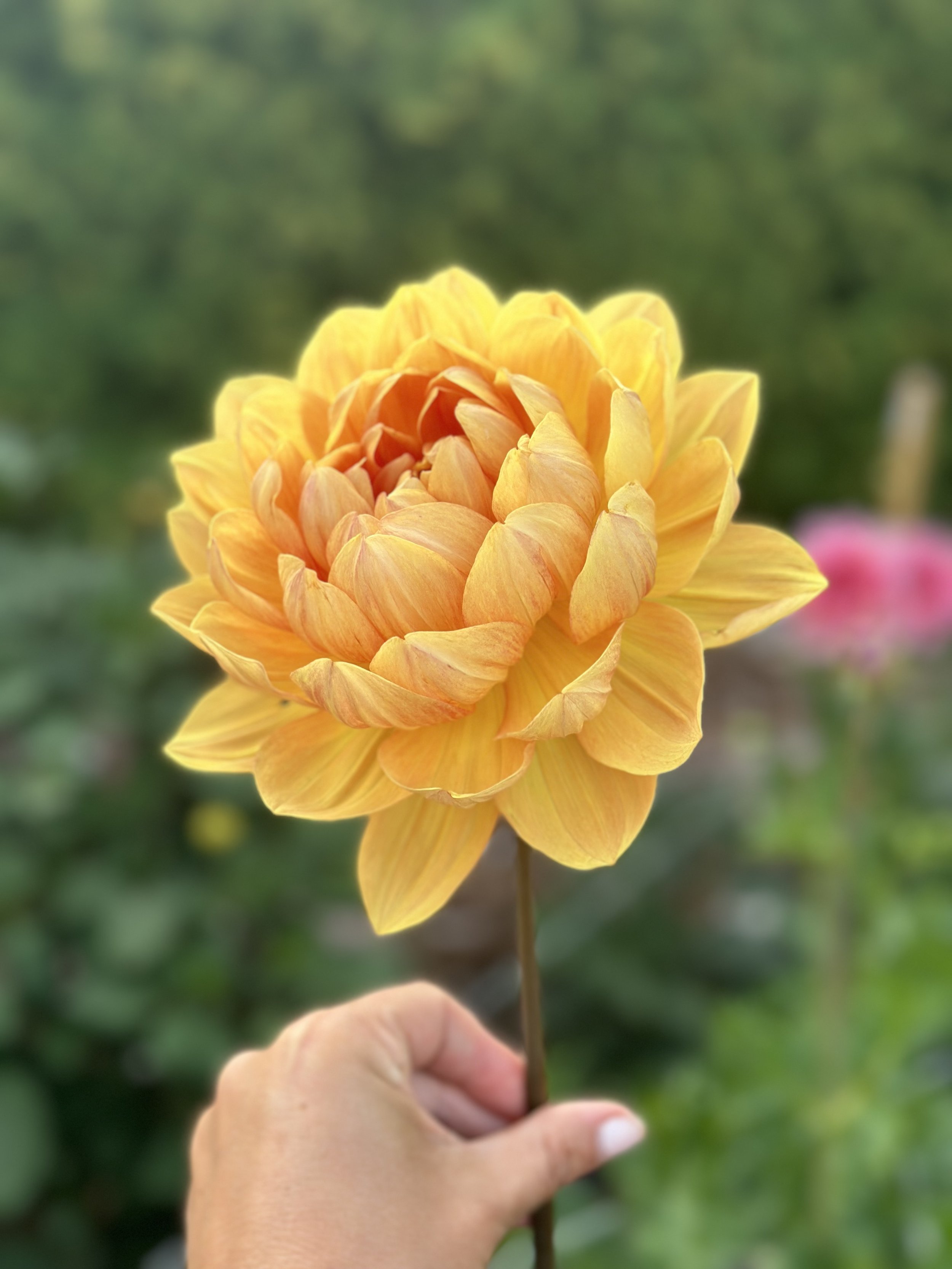 Hollyhill Honeygold Four Tuber Runt Pack