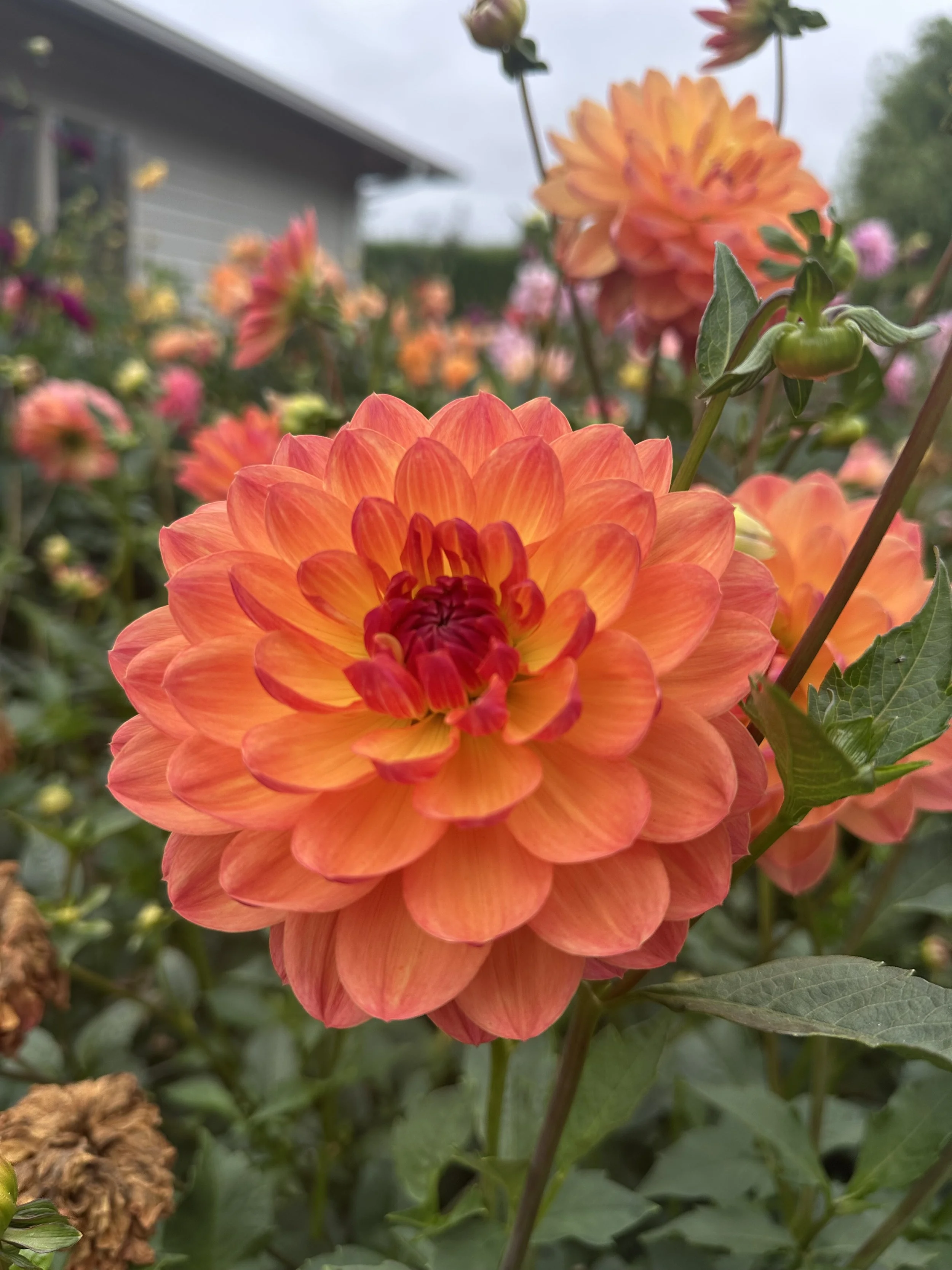 CDP Soft Light1.jpeg