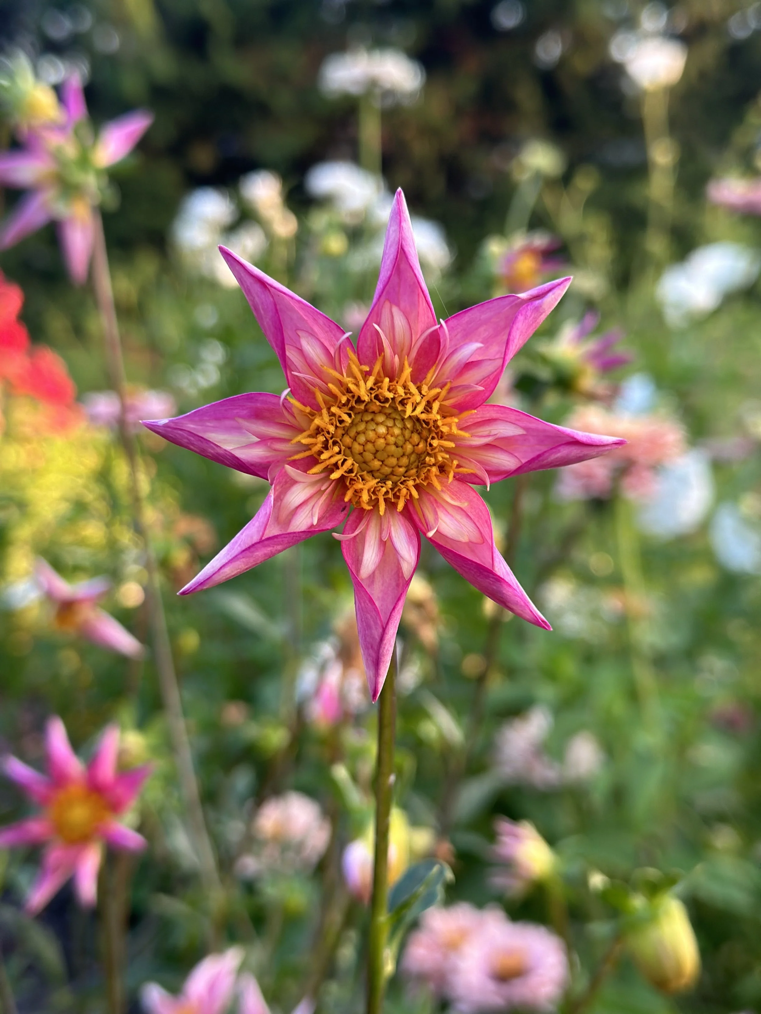 Bloomquist Ginger NEW 2025 INTRODUCTION