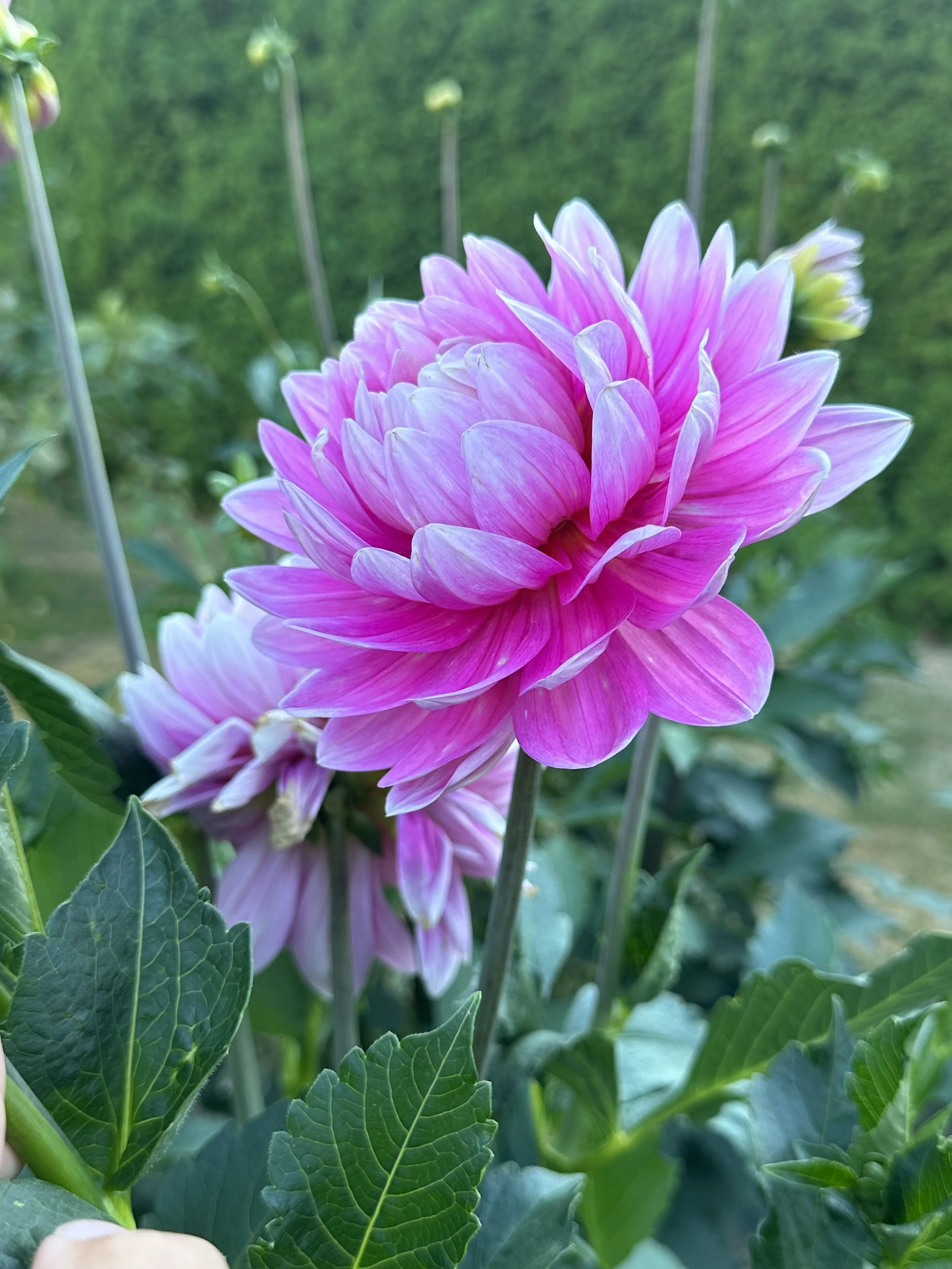 Hollyhill Pink Parfait