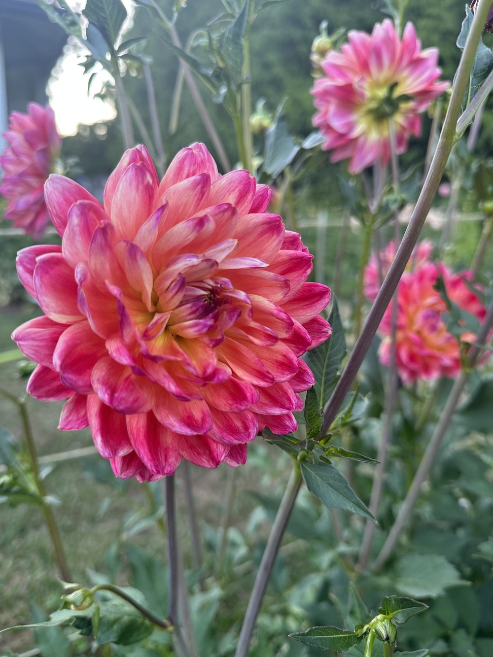 Waterlily — Kale Lane Dahlias